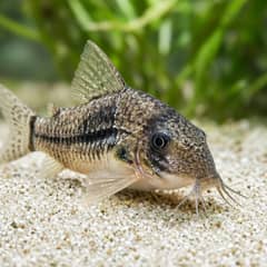 Close-up of a corydoras catfish foraging over sand substrate, showing its barbels