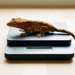 Crested gecko being weighed on a gram scale during a health check
