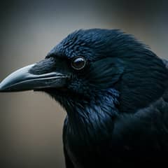 A close-up portrait of an American crow (Corvus brachyrhynchos) perched on a branch, its glossy black feathers and sharp intelligent eyes in sharp focus against a softly blurred background