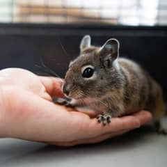 Person letting a degu climb onto their open hand