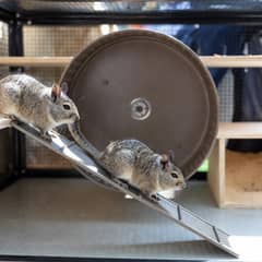 Tall multi-level degu enclosure with ramps, a solid wheel, and a wooden nest box