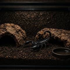 Emperor scorpion enclosure with deep substrate, cork bark hide, and shallow water dish
