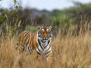 A Bengal tiger walking toward the camera through tall dry grass, looking directly ahead