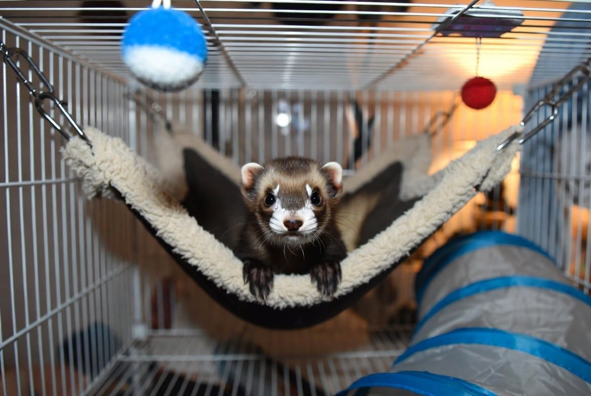 Ferret sitting next to its cage and everyday supplies