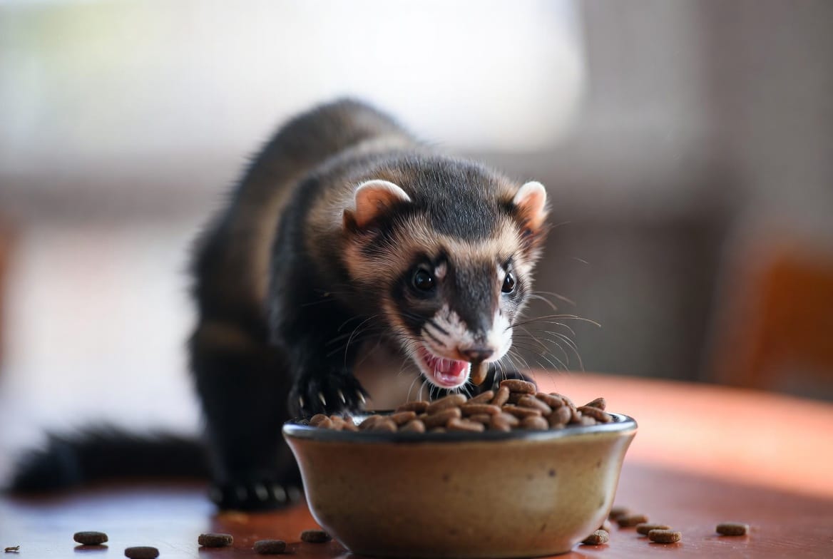 Ferret eating from a bowl of high-protein kibble