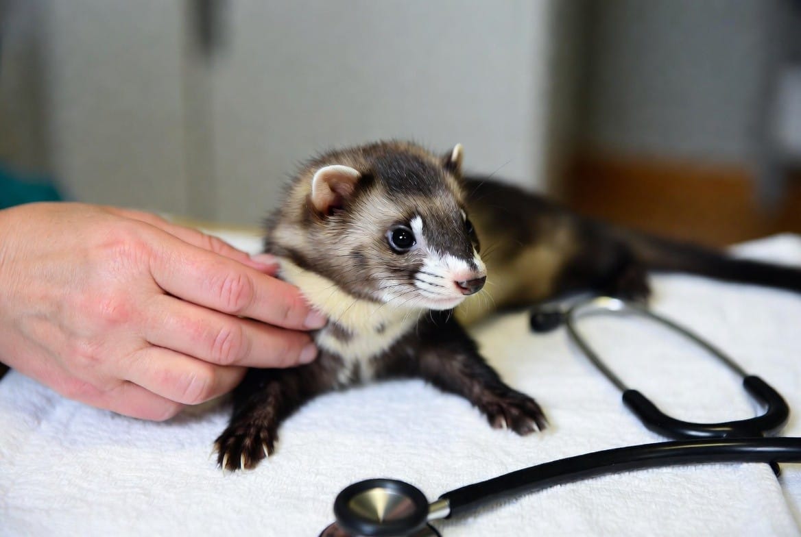 Ferret undergoing a wellness check with an exotic veterinarian
