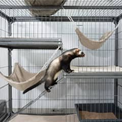 Multi-level ferret cage with hammocks, ramps, and a litter box