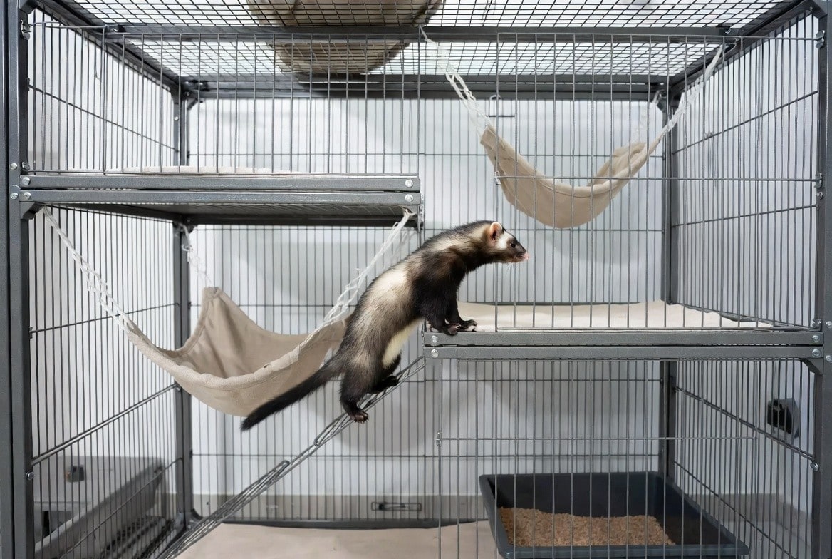 Multi-level ferret cage with hammocks, ramps, and a litter box