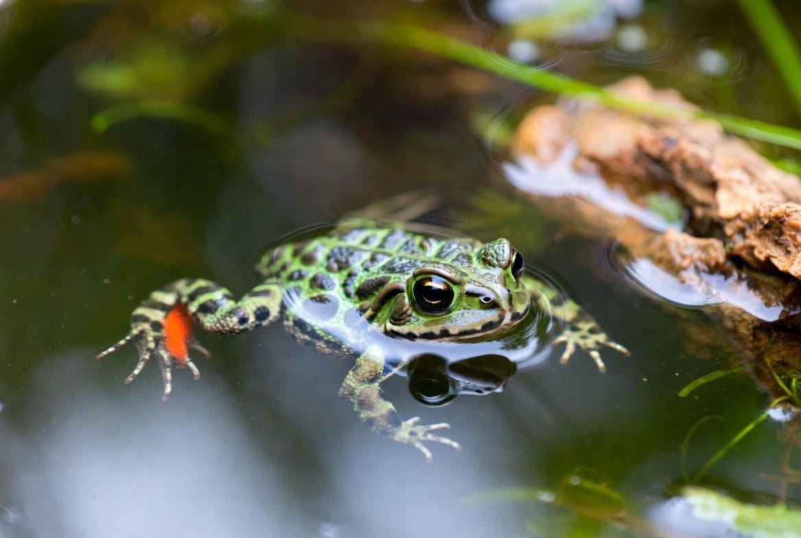 Oriental fire-bellied toad floating at the water surface of a paludarium