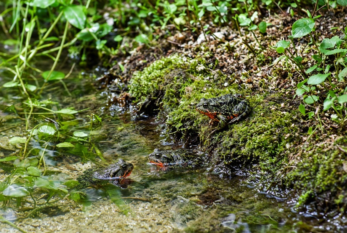 Two fire-bellied toads on a mossy bank beside shallow planted water