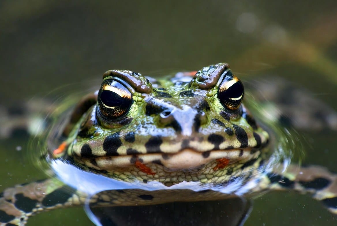 Oriental fire-bellied toad resting in clean, filtered water inside a paludarium