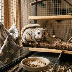 Flying squirrel sitting next to its cage and everyday supplies