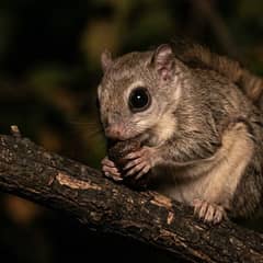 A flying squirrel eating a calcium-dusted mealworm while gripping a branch