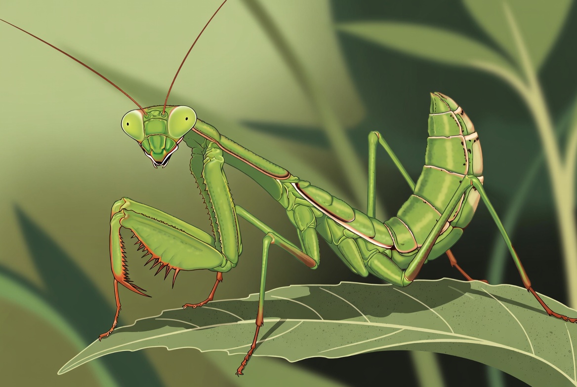 Cute illustration of a praying mantis staring out
