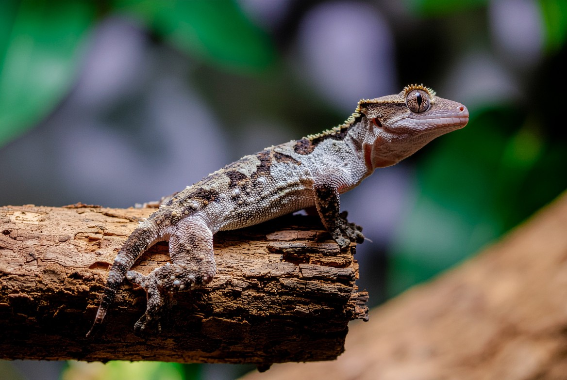 Gargoyle gecko perched on cork bark next to its price breakdown