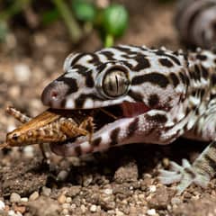 Gargoyle gecko licking powdered crested gecko diet from a feeding ledge