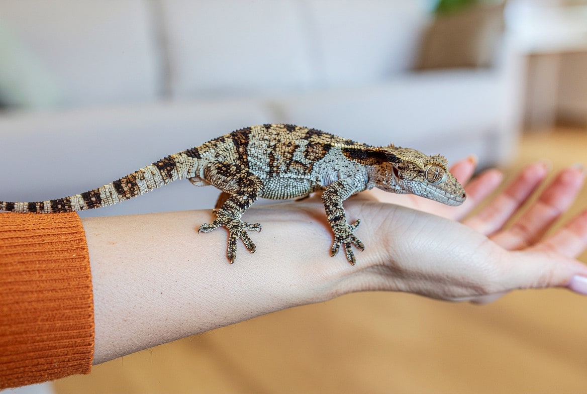 Gargoyle gecko walking onto an open hand