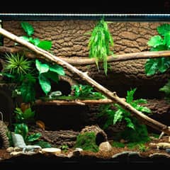 Gargoyle gecko enclosure with heavy branch and cork bark clutter