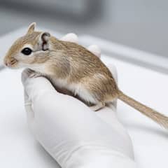 Gerbil being examined by an exotic veterinarian