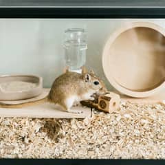 Glass gerbil tank with deep bedding showing tunnel systems, a solid wheel, and a mesh lid