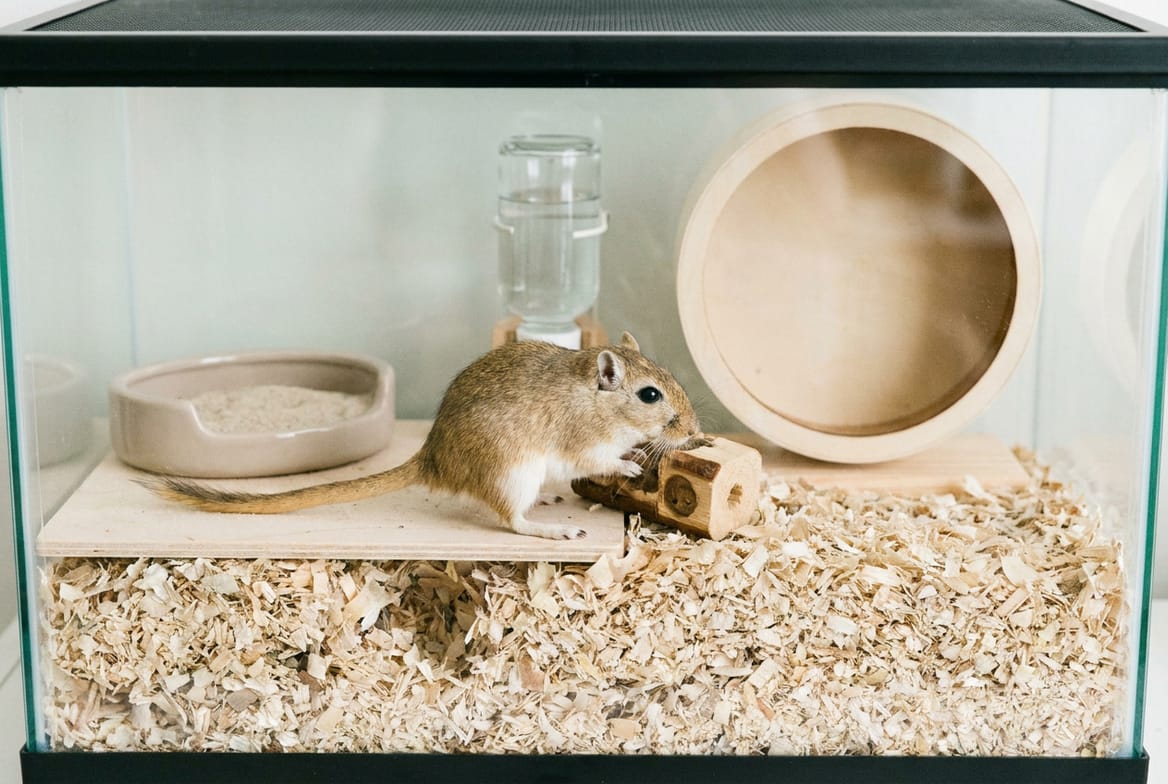 Glass gerbil tank with deep bedding showing tunnel systems, a solid wheel, and a mesh lid