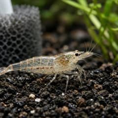 Ghost Shrimp Price: Under $1 Each, Plus $40 to $130 Setup