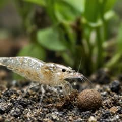 What Do Ghost Shrimp Eat? Diet and Feeding Schedule