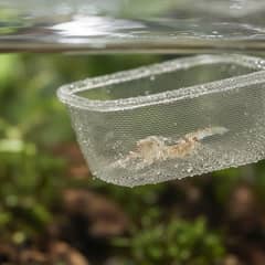 How to Handle and Acclimate Ghost Shrimp
