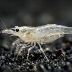 Ghost Shrimp Health Issues: Signs & Causes