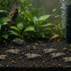 Ghost Shrimp Tank Setup Guide