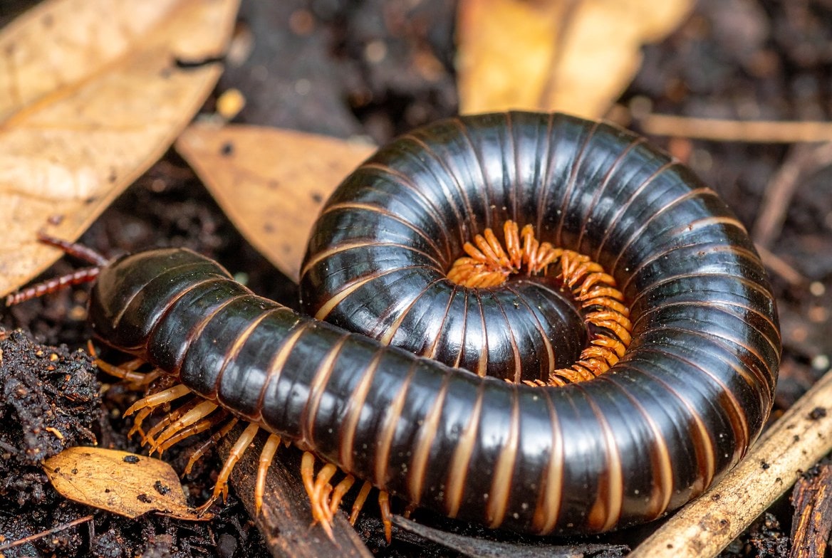 Giant African millipede curled on organic leaf litter substrate beside its enclosure setup