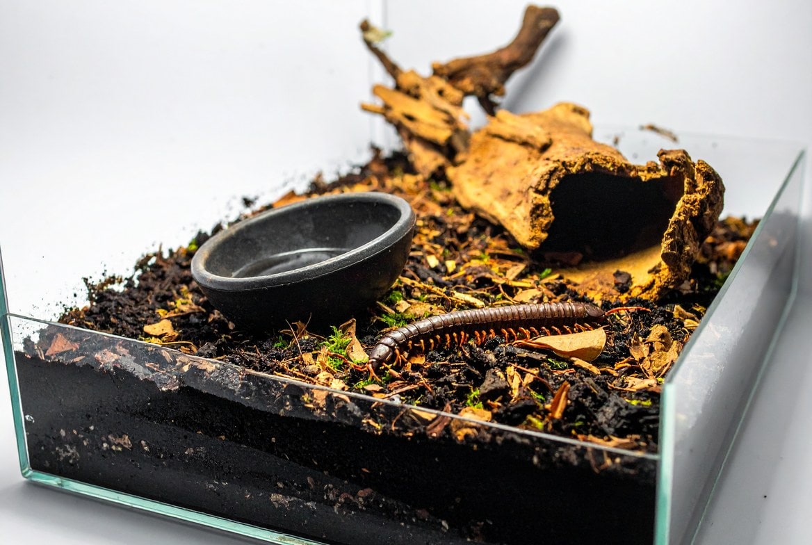 Giant African millipede burrowing through deep organic leaf litter substrate in its enclosure