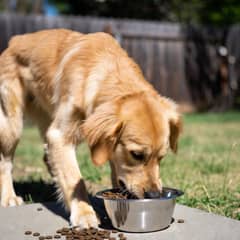 Golden Retriever eating from a slow-feeder bowl of kibble