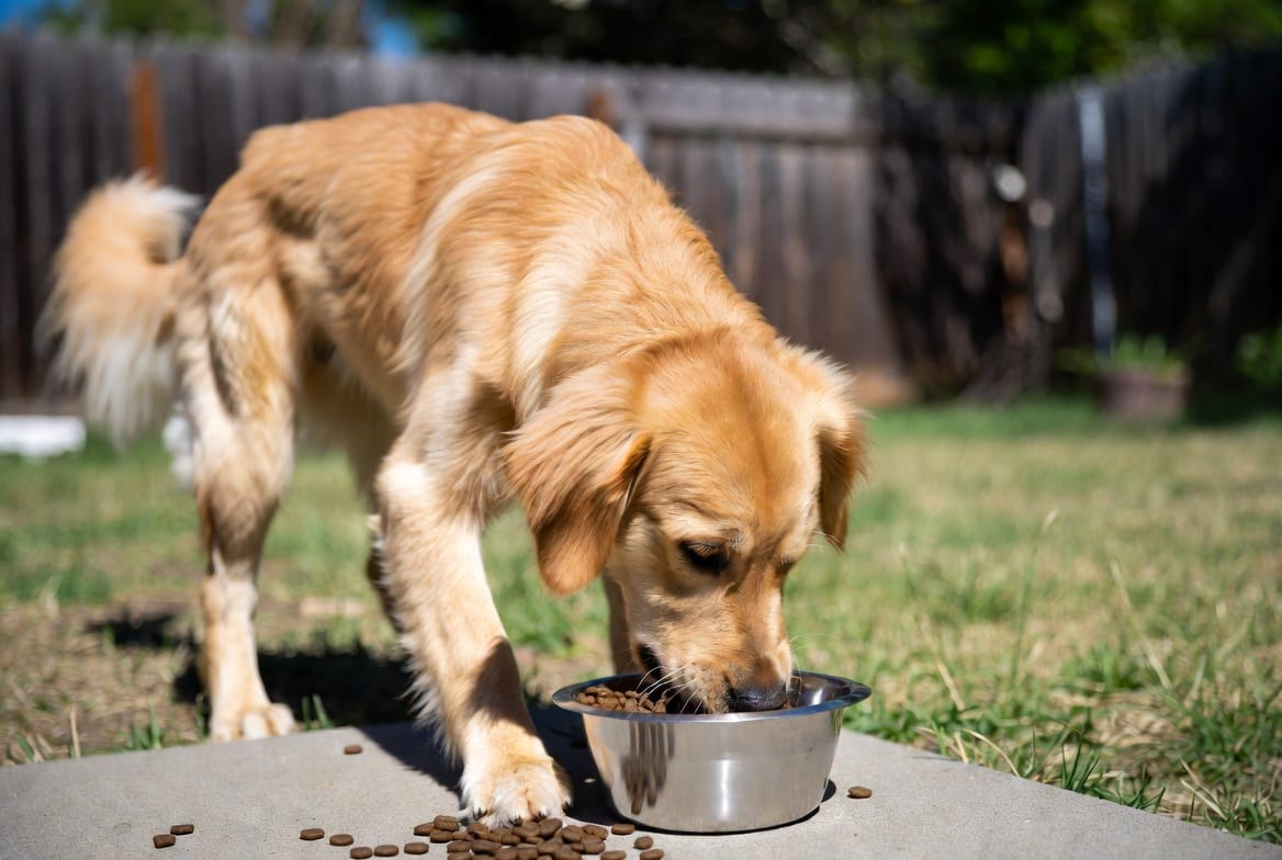 Golden Retriever eating from a slow-feeder bowl of kibble