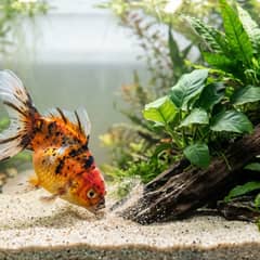 A goldfish foraging along sandy substrate near planted aquarium decor