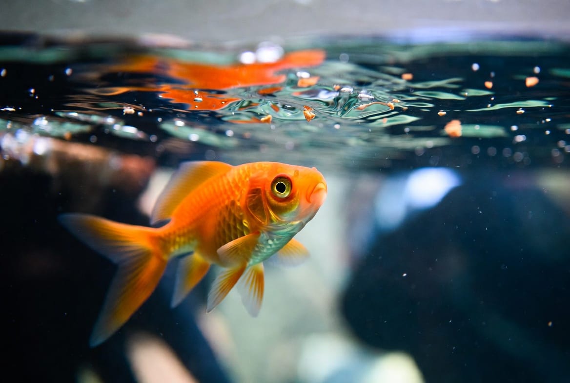 Fancy goldfish eating a sinking pellet near the bottom of a well-planted tank