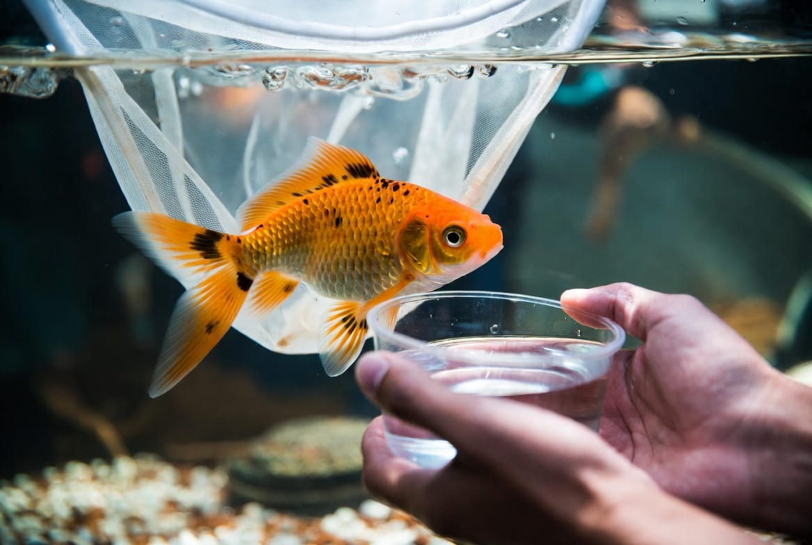 Goldfish being guided into a container of tank water instead of being lifted by hand
