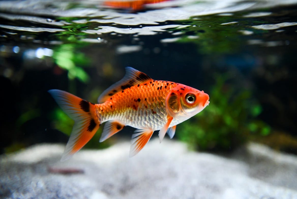 Goldfish in a clean, well filtered tank showing healthy color and fins