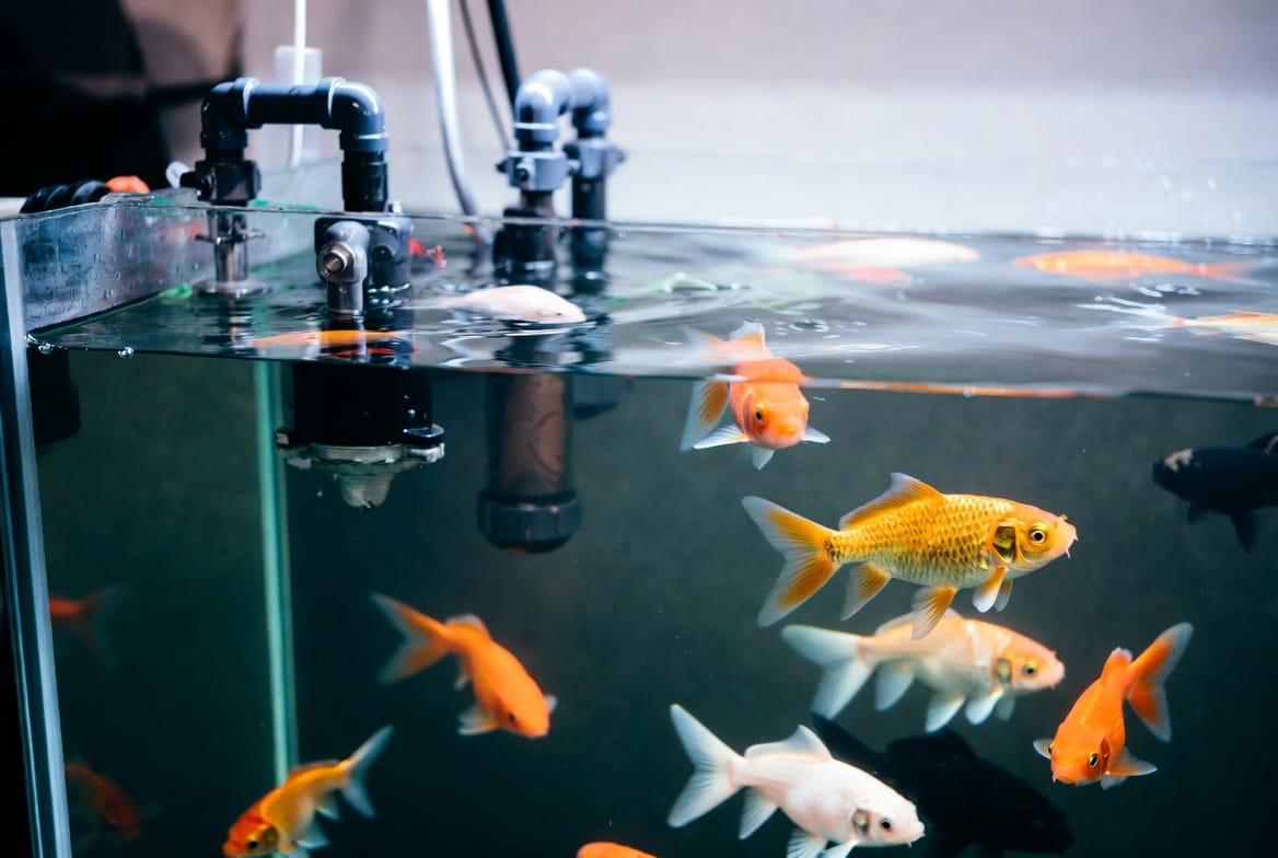 Large goldfish tank with visible filtration equipment and open swimming space