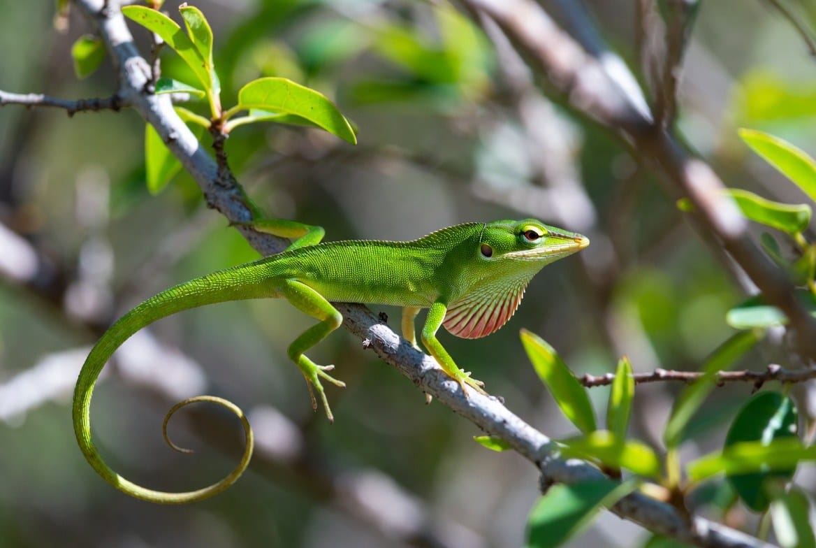 Green anole perched on a leafy branch inside a tall terrarium