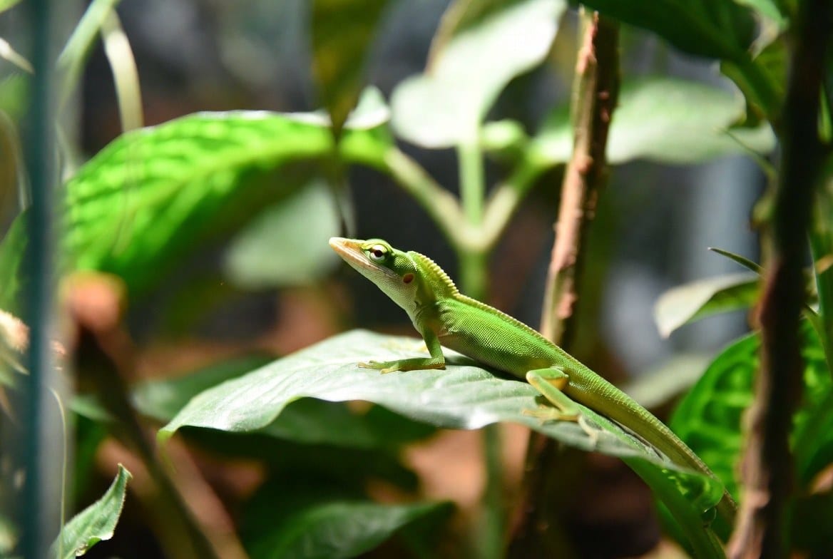 Green anole perched on a leafy branch inside a tall terrarium