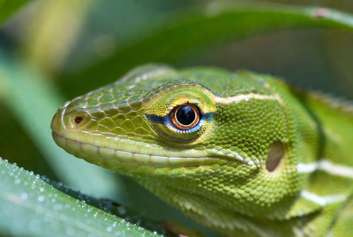 Green anole perched on a leafy branch inside a tall terrarium