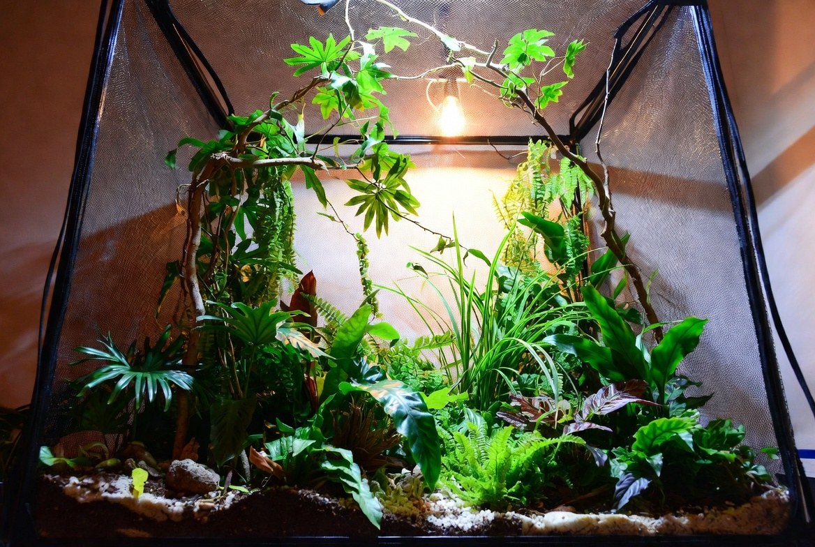 Green anole perched on a leafy branch inside a tall terrarium