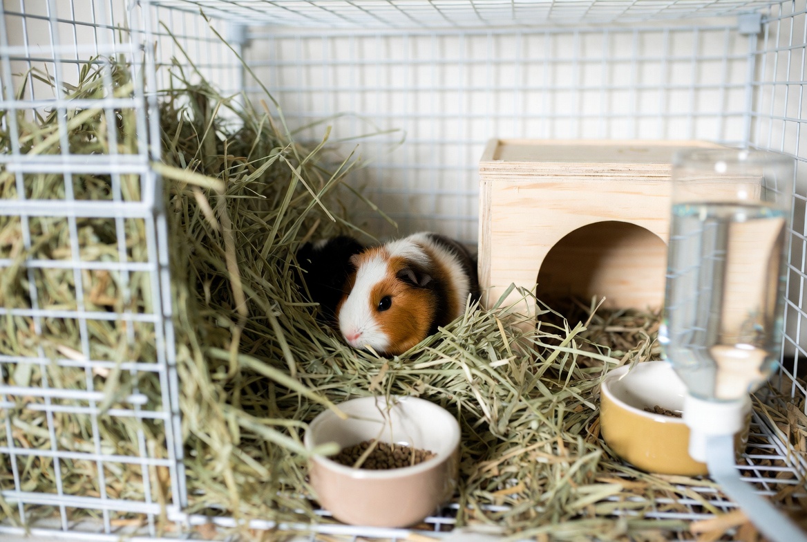 Two guinea pigs sharing a properly sized cage with hay, dishes, and a hideout
