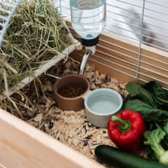 Guinea pig cage with hay rack, water bottle, and fresh vegetables laid out