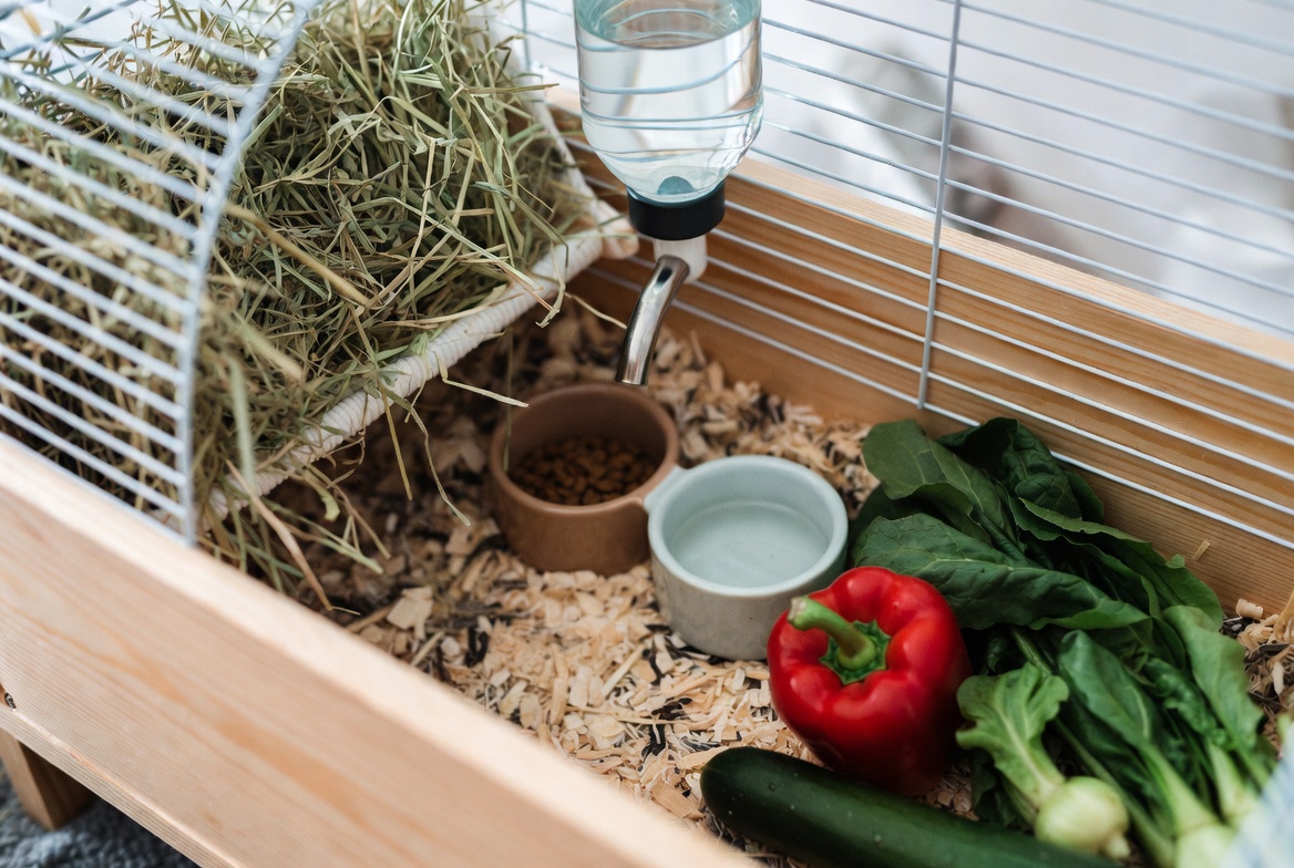Guinea pig cage with hay rack, water bottle, and fresh vegetables laid out