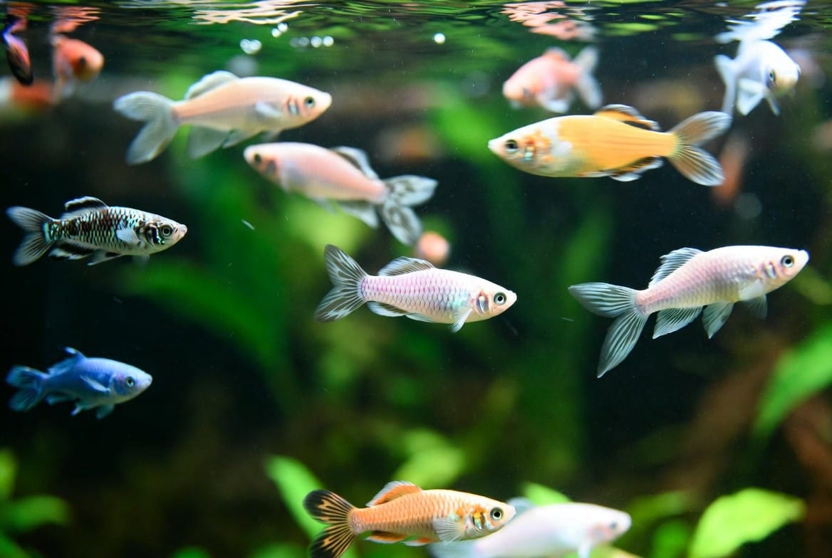 A small net gently guiding a guppy during a tank transfer instead of using bare hands