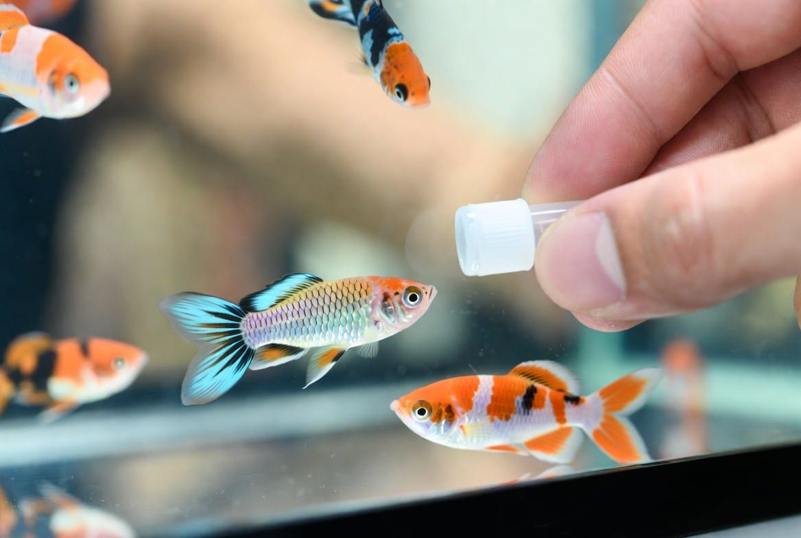 Close-up of a guppy in a well-maintained aquarium showing healthy fins and coloring
