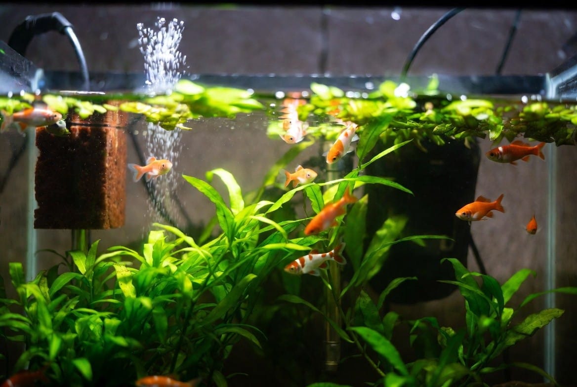 A planted 10-gallon guppy tank with gentle sponge filtration and warm lighting