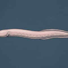 An eel-like hagfish on the dark sea floor, showing its pale slender body and blunt head with barbels